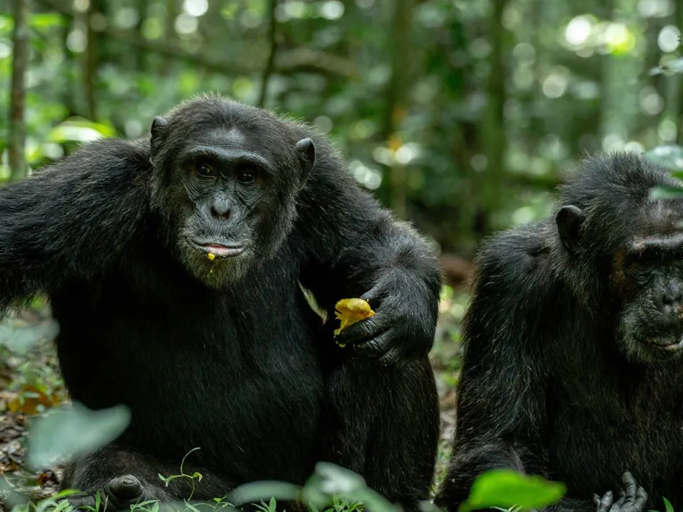 Uganda