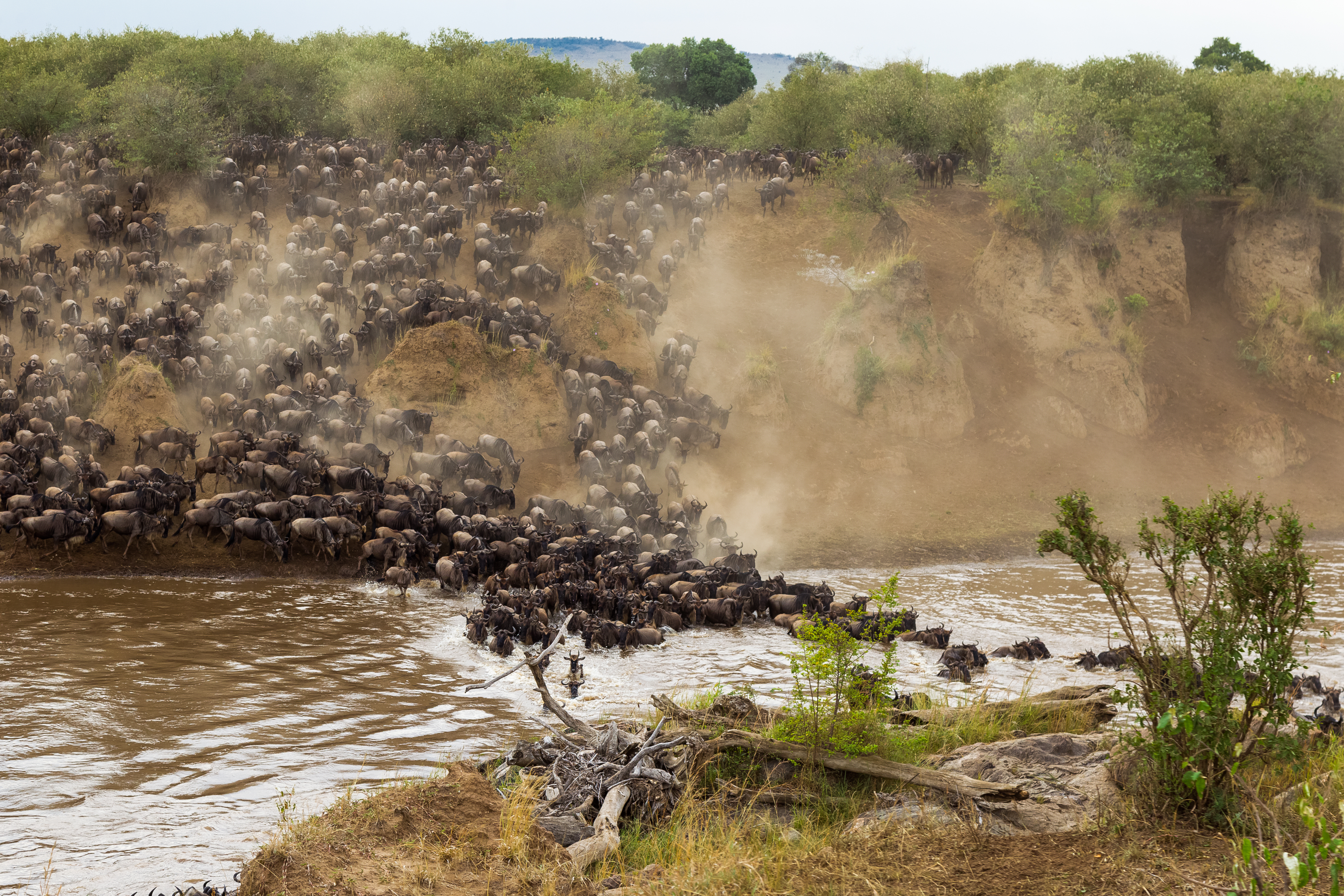 Migration Safari