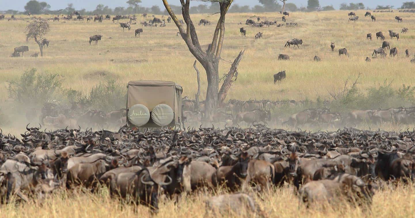 Migration Safari