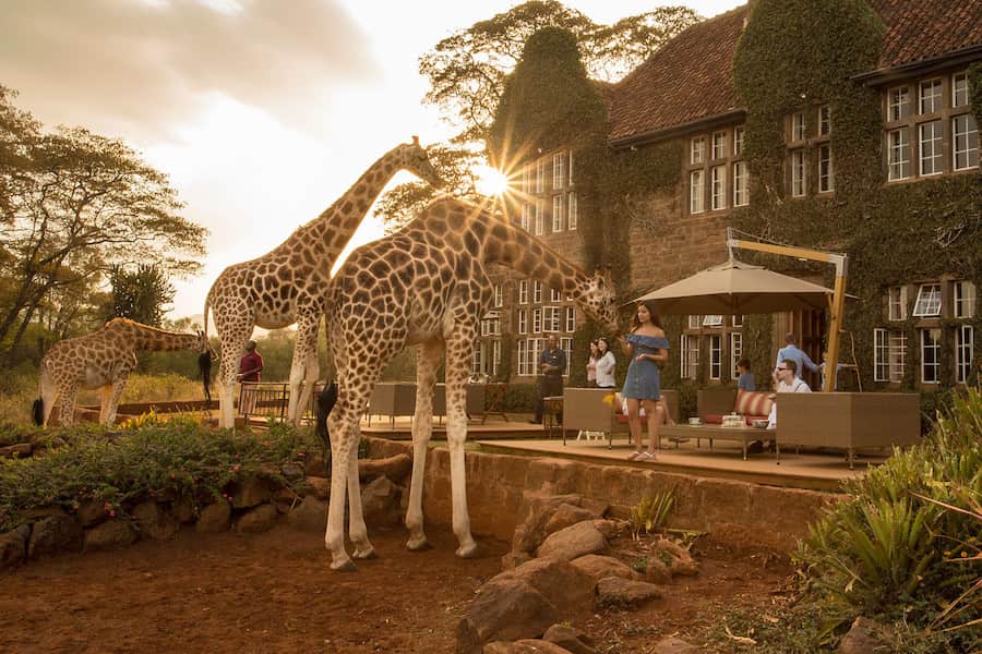 Safari Experience