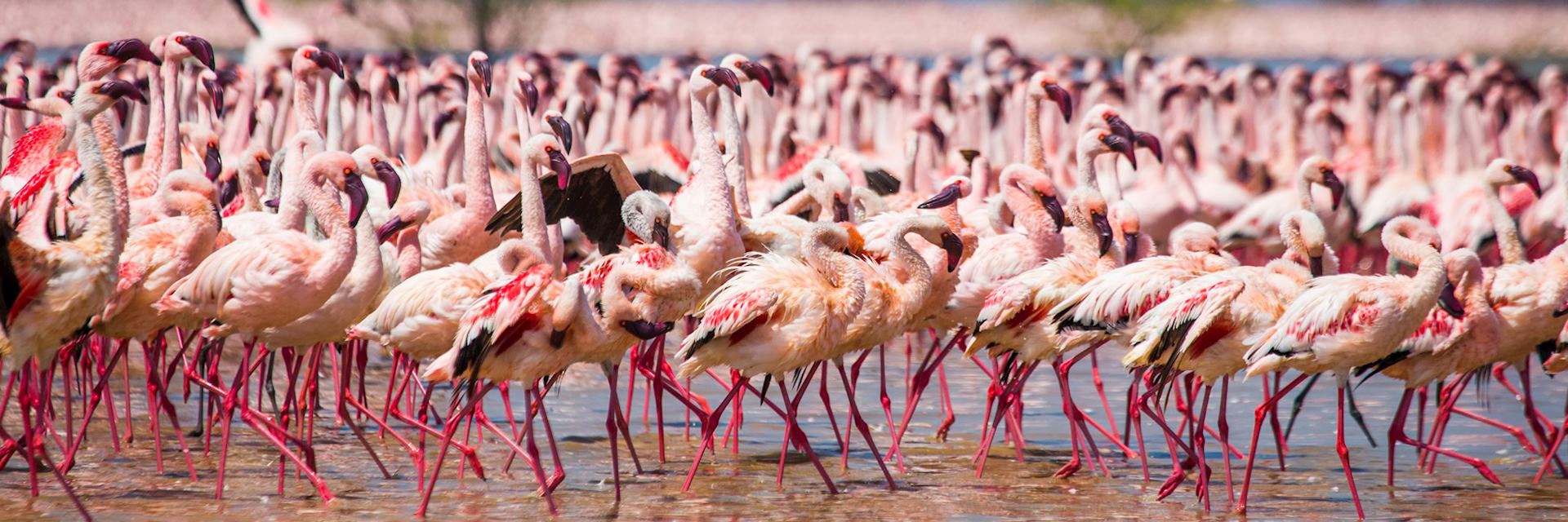 Samburu-Nakuru-Mara